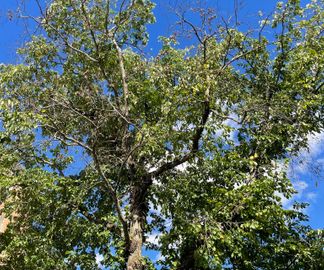 almsjukt träd med vissnande grenar